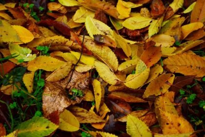 Your Ultimate Guide to Traveling Portugal: Tips for Every Adventurer