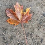 Transforming Customer Relationships: The Ultimate Guide to CRM Software